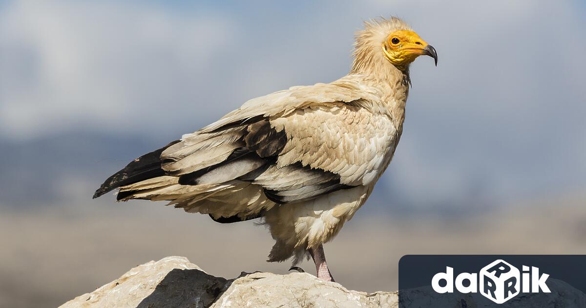 Мъж от района на село Храстово община Крумовград заложил капан за