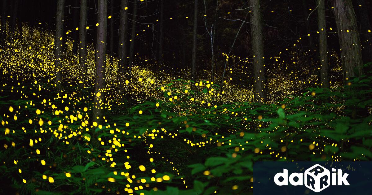 В Мексико започна традиционният парад на светулките Градче в западната част