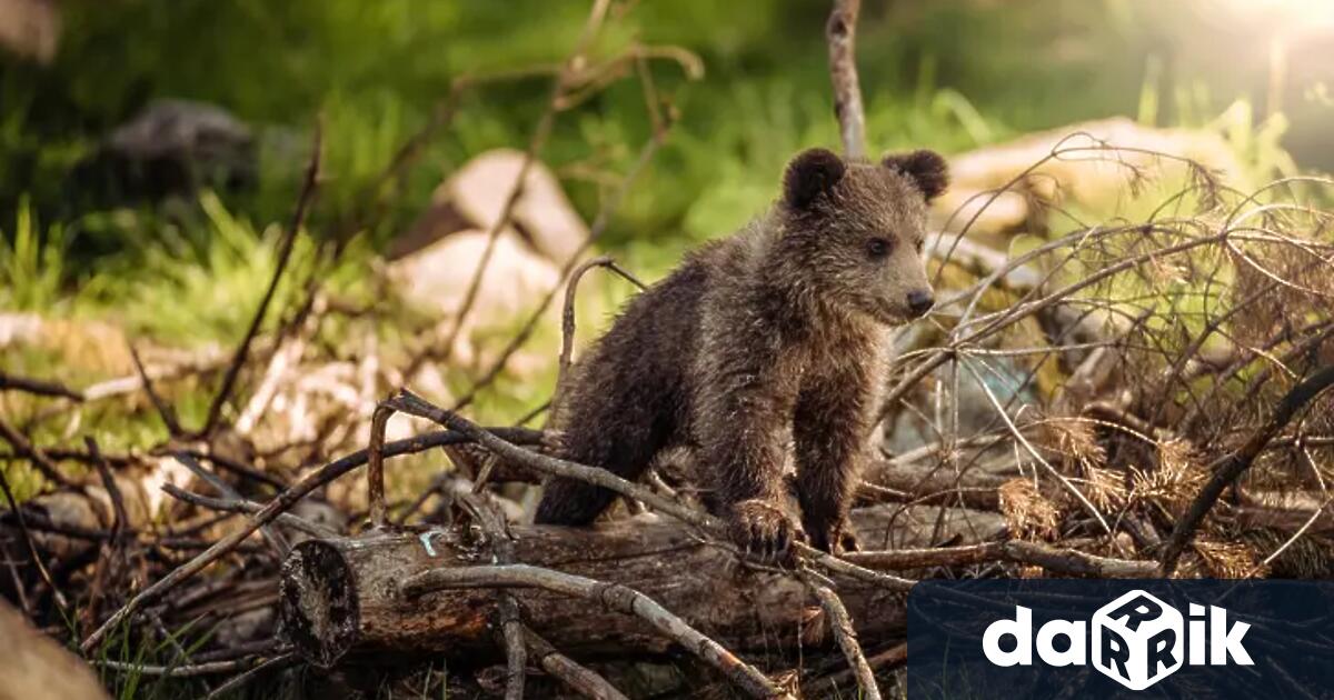 Мечета нападнаха и опустошиха пчелини край град Шипка Хора в