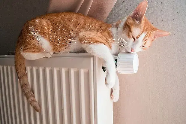 Международният ден на котката се отбелязва днес