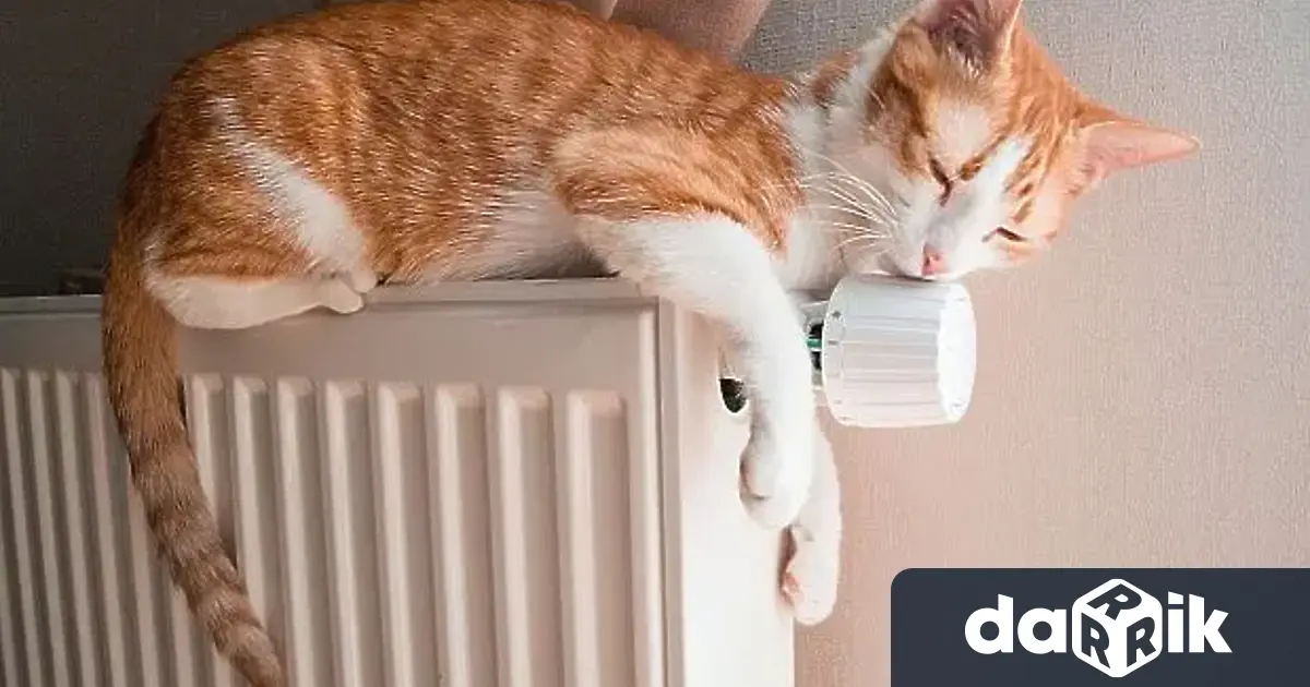 На 8 ми август отблелязвамеМеждународния ден на котката Празникът на най предпочитания