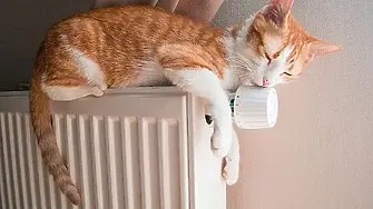 Международният ден на котката се отбелязва днес