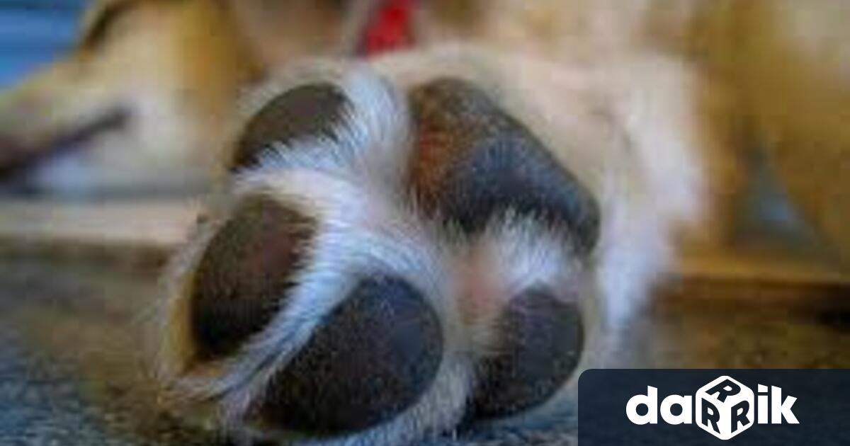 Разследват кражба във видинското село Арчар съобщиха от ОД на