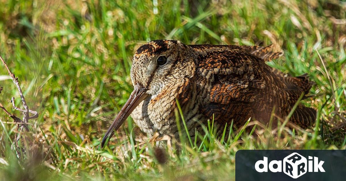 От днес започва ловът на пъдпъдъци гургулици гривяк горски бекас