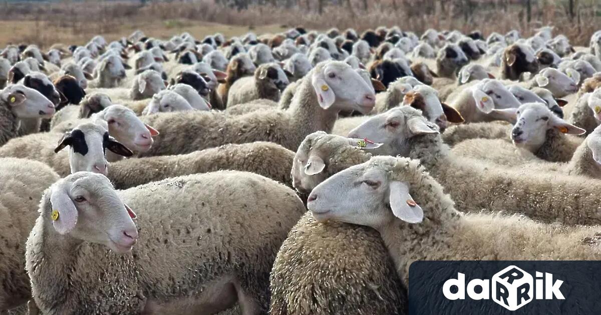 Извънредна проверка извършват служители на МВР и инспектори от Българската