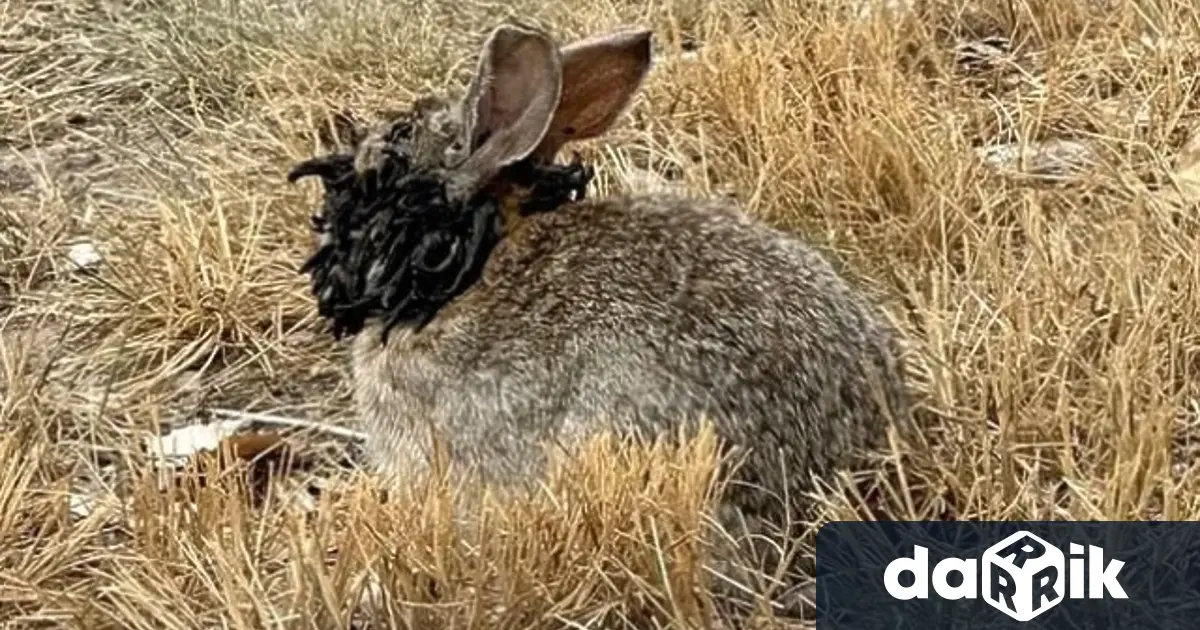 Бързо разпространяващ се вирус при зайци в САЩ променя физиката