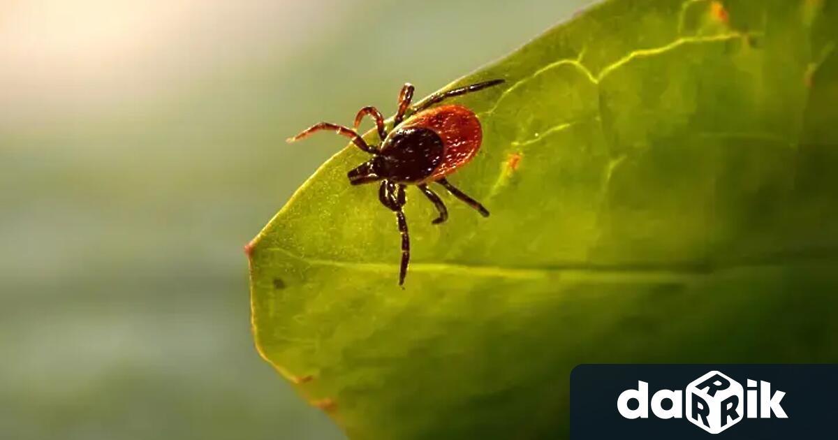 След ухапване от кърлеж Жена от Берковица е с марсилска