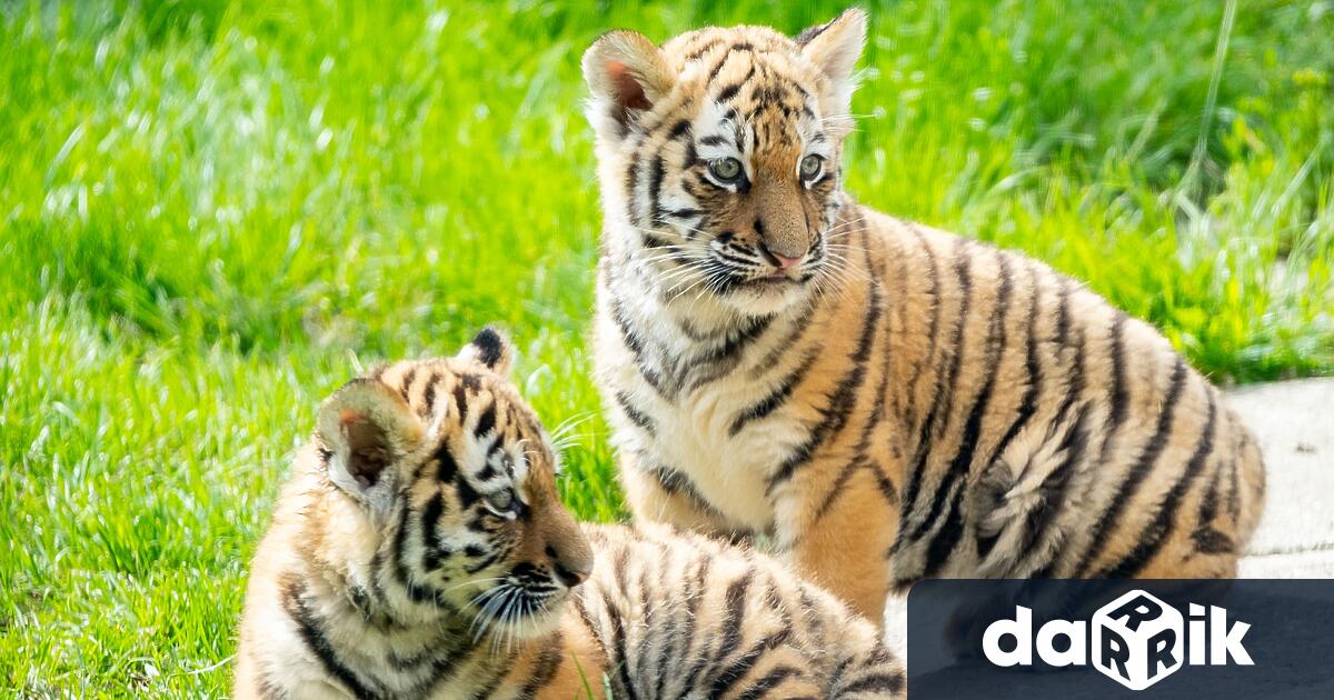 Две тигърчета от рядък вид се родиха в сафари парк