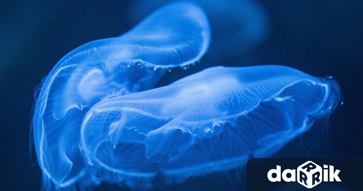 Ядрена електроцентрала в Северна Франция беше временно спряна тъй като