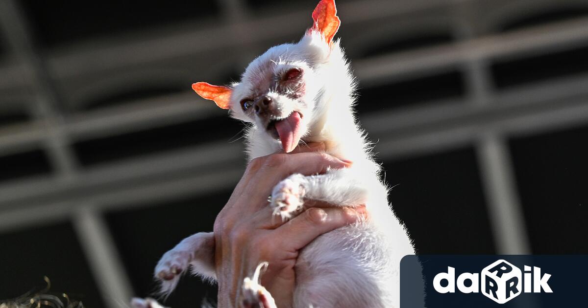 В Санта Роса Калифорния се проведе традиционната надпревара за най грозно