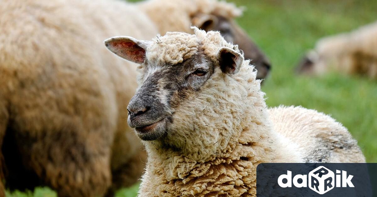 В Раковски се проведе съвместна акция на полицията и ОДБХ