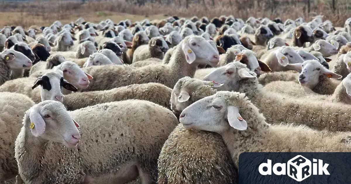 На 25 август изпълнителният директор на Българската агенция по безопасност