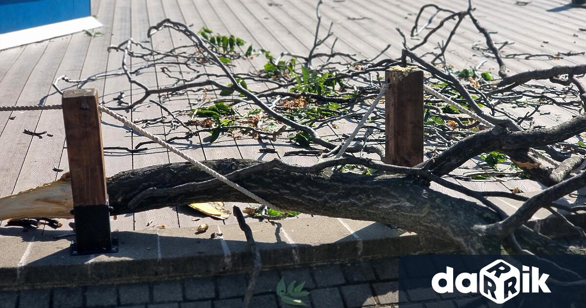 Изсъхнал клон на дърво падна върху дете в центъра на