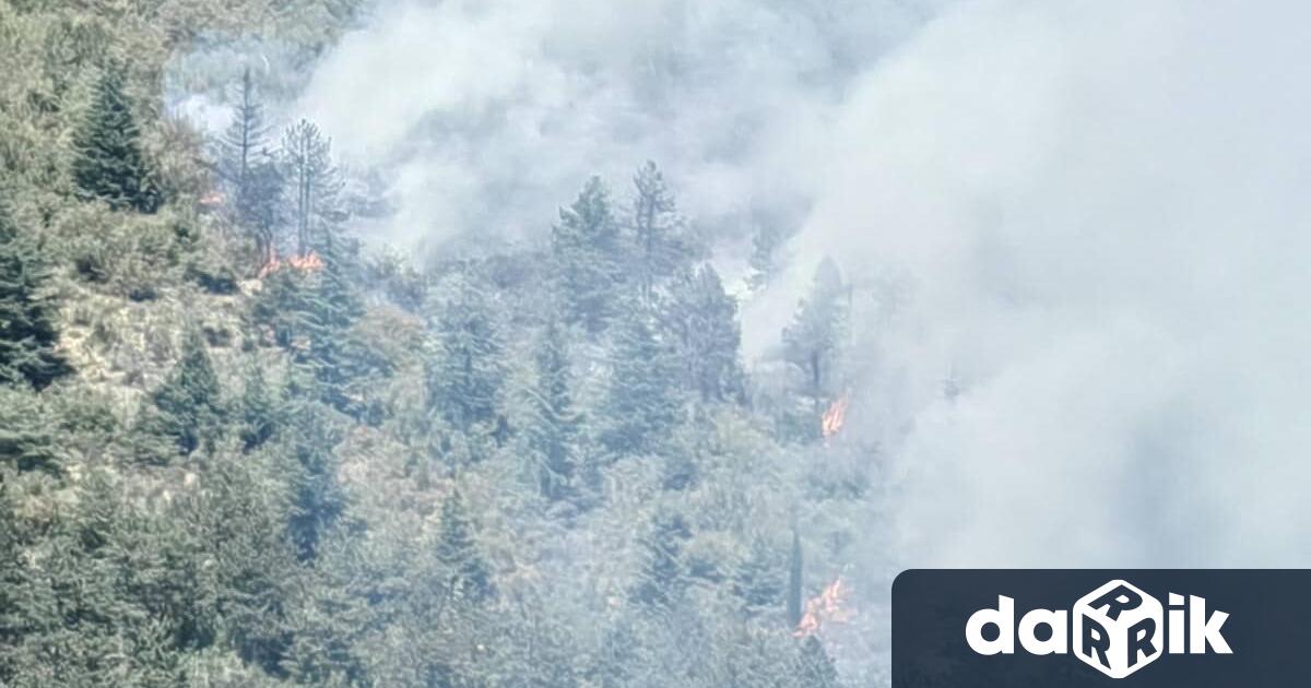 Детска игра с огън е причина за пожара в гористата