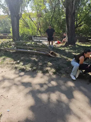 Дървото убиец нямало видими следи от заболяване
