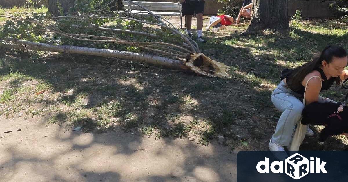 Дървото чийто клон се стовари върху 78 годишен мъж и причини
