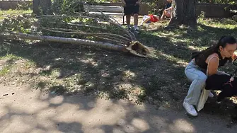 Дървото убиец нямало видими следи от заболяване