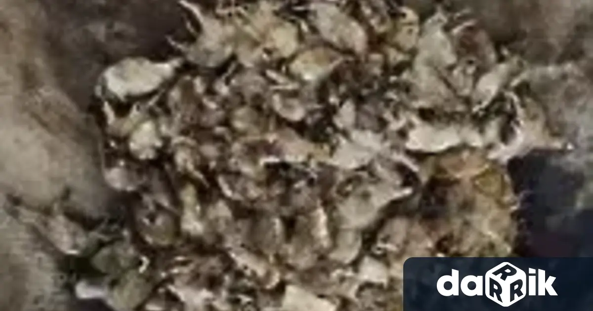 Районна прокуратура – Пловдив се самосезира след публикации в медиите