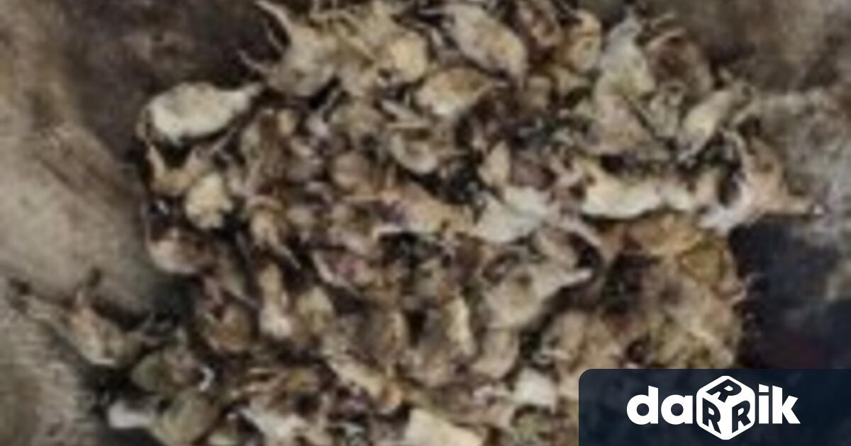 Хиляди умъртвени животни заради епидемията от шарка по овцете и