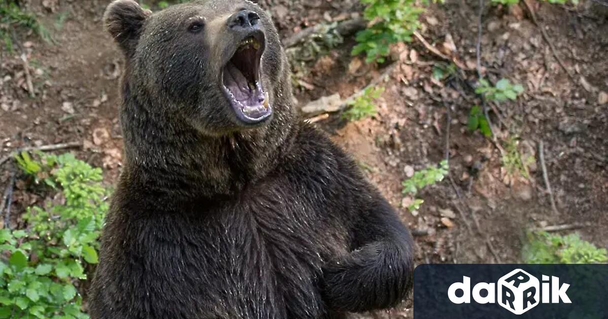 Кучето ме спаси Ако не беше то не знам какво