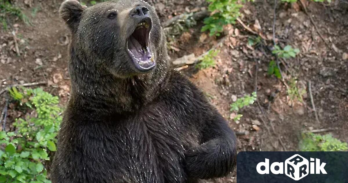 Мечка нападна човек в гората над девинското село Лясково Тя