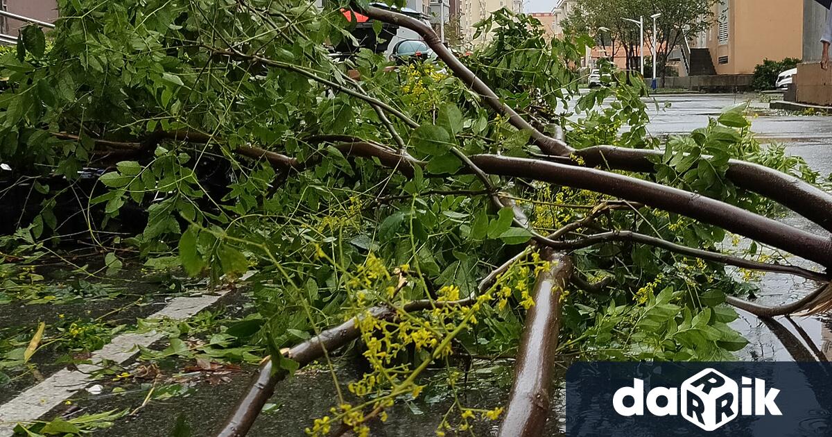 Прокуратурата ще разследва случая при който клон на дърво падна