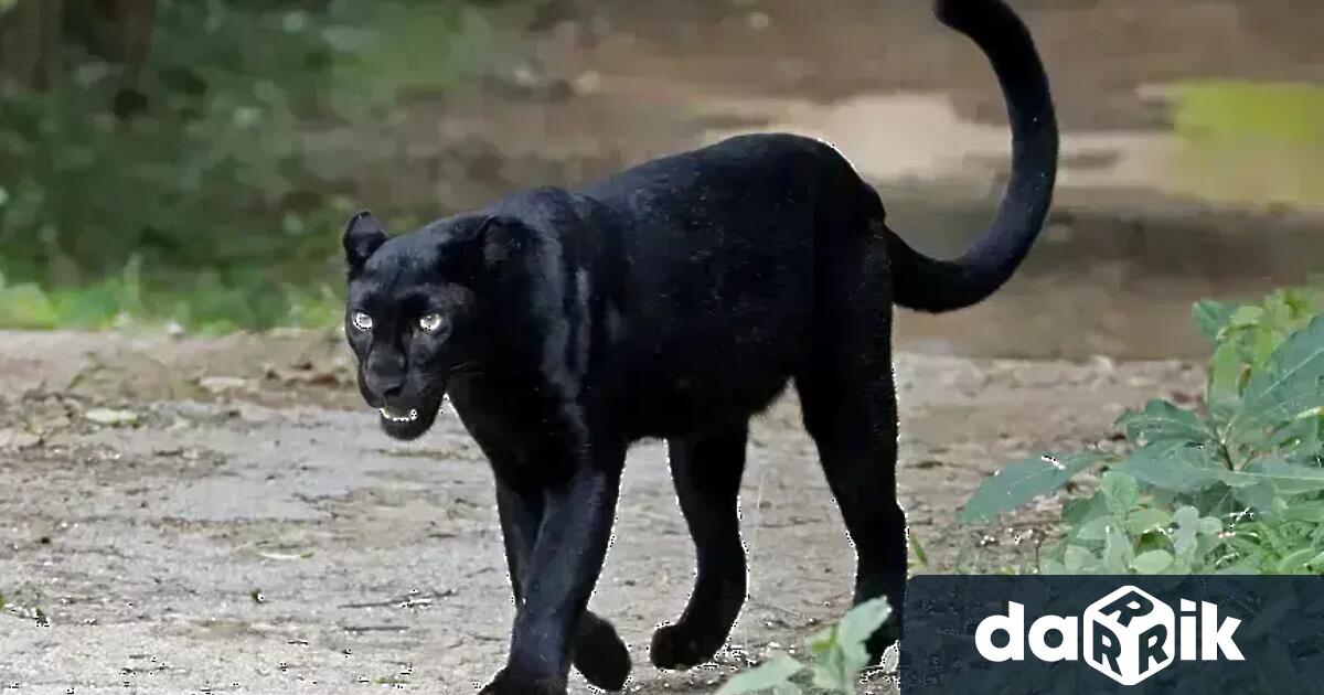 Системата за предупреждение BG Alert няма да бъде задействана във връзка