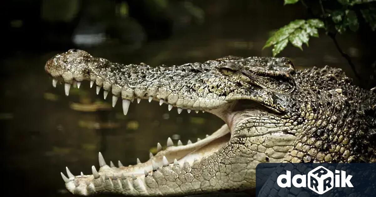 Майка спаси сина си след като е бил завлечен в