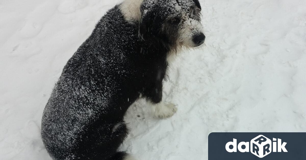 На 26 ти август се отбелязва Световнияден на кучето Този празник