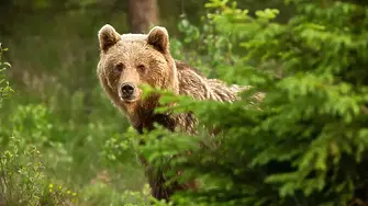 Мечка с малко мече нападна мъж в гората край Лясково