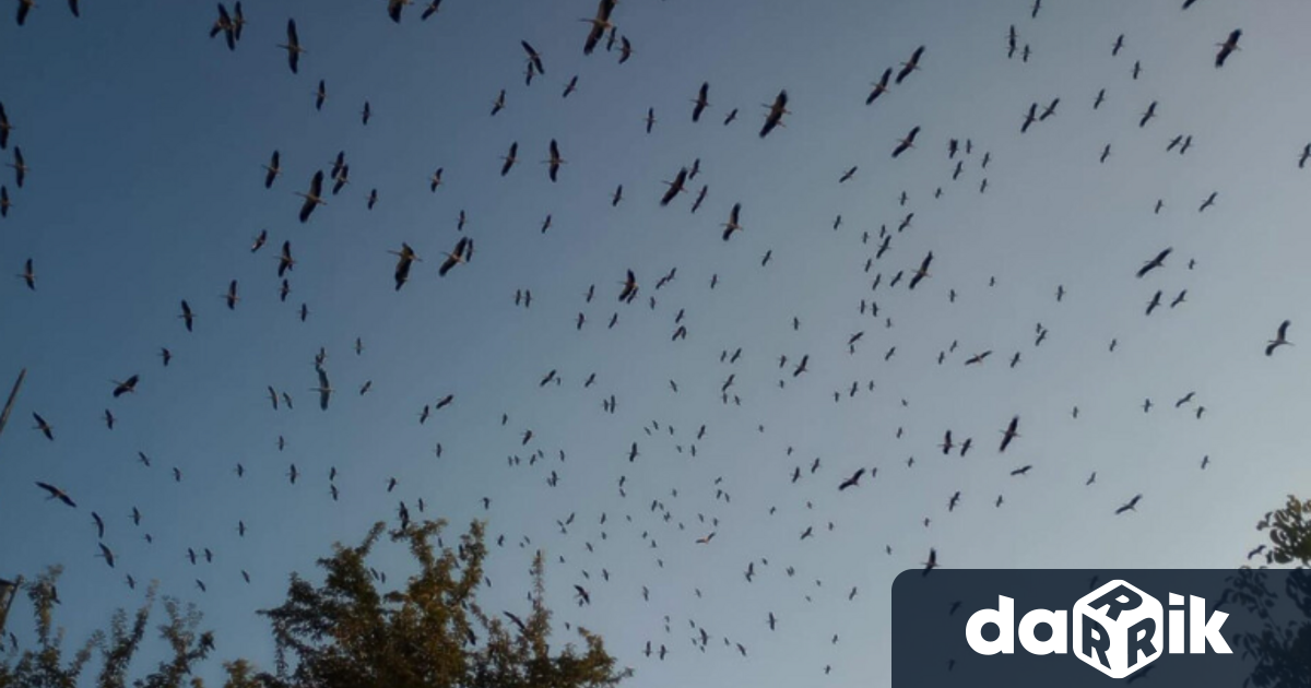 Над 1400 бели щъркела пренощуваха в Тополовград и създадоха невиждан