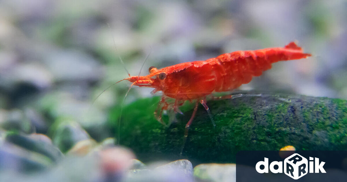 Скариди в Дунав Необичайното явление е било забелязано от рибари