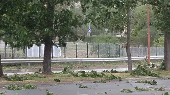 Бурен вятър изкорени дървета в Кюстендил 