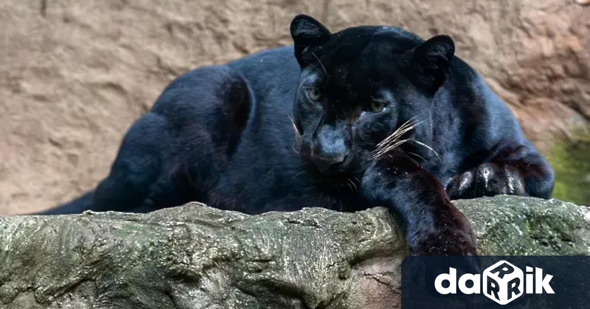 Испанската полиция разкри нелегален зоопарк с над 150 екзотични животни