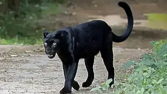 Черната дива котка няма да бъде отстреляна, ако бъде установена