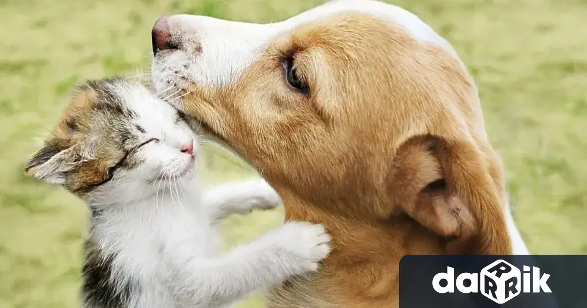 В изпълнение на Националната програма за овладяване популацията на безстопанствените