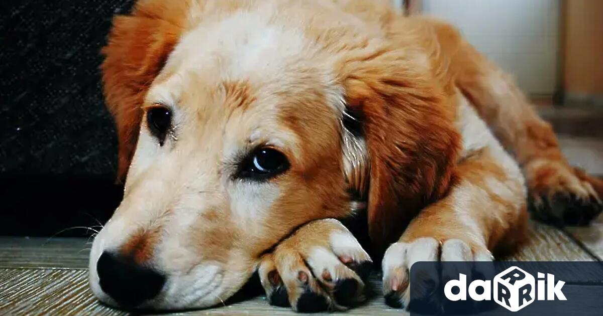 Всяка събота сутрин доброволци помагат с разходките на кучета в