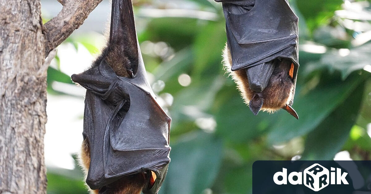 Европейската нощ на прилепите се провежда всяка година в повече