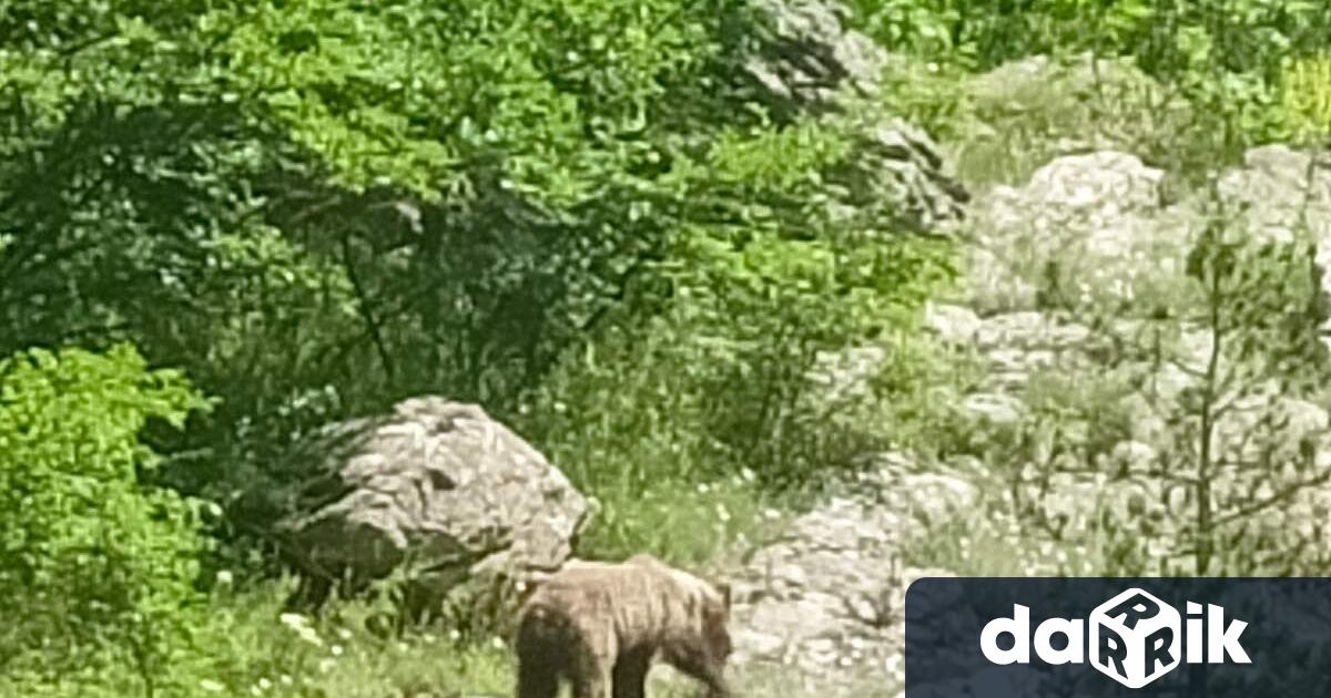 Кафява мечка с двете си малки е засечена от камери