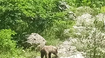 Кафява мечка с малките си слезе край водопад „Сучурум“ в Карлово