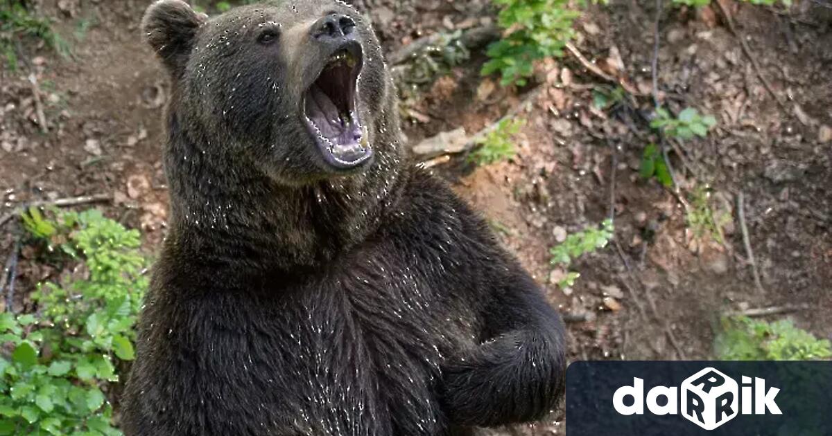 Мечка плаши хората в района на Сопот Тя е удушила