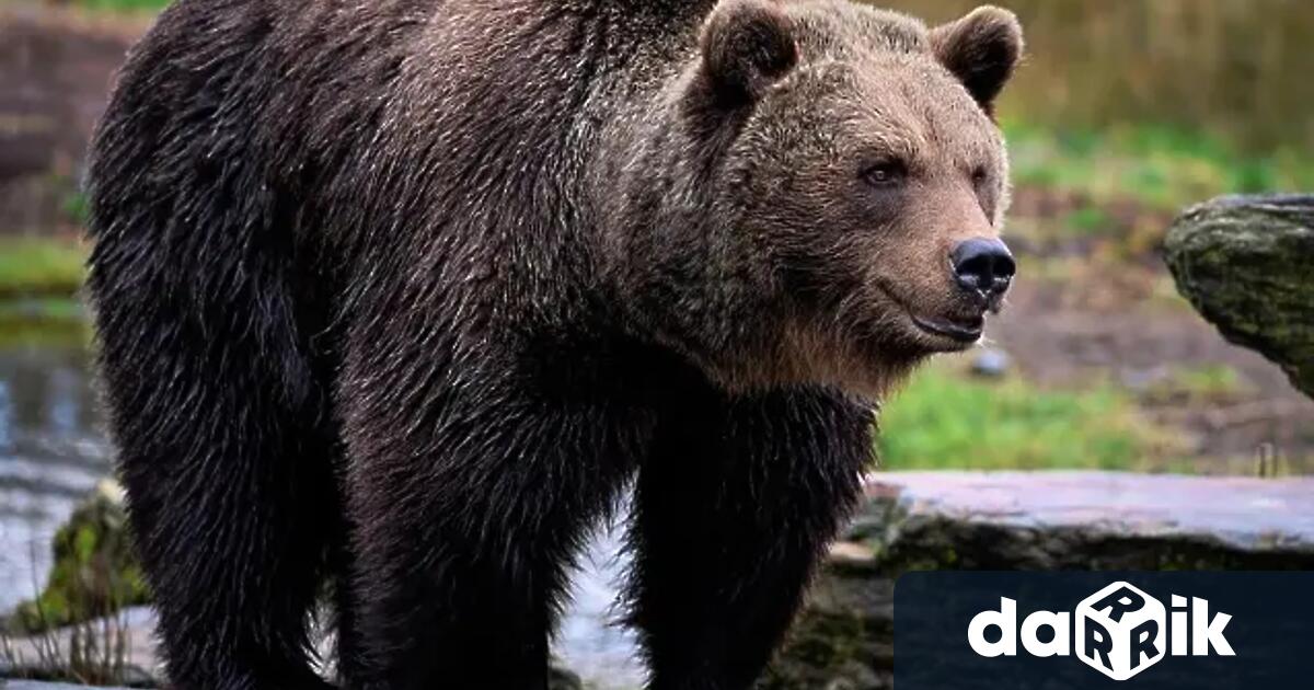 Мечка стръвница е влизалатази нощ манастира Свети Спас край Сопот