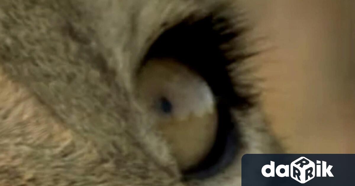 Мечка в действителност е била забелязана по улиците в Ловеч