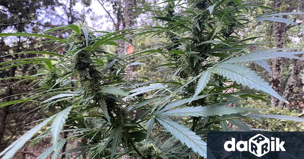 Полицията намери в частен имот във врачанско 19 пастения от