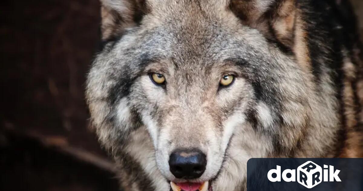 5 годишно момиченце от Сърбия е било нападнато от вълк на