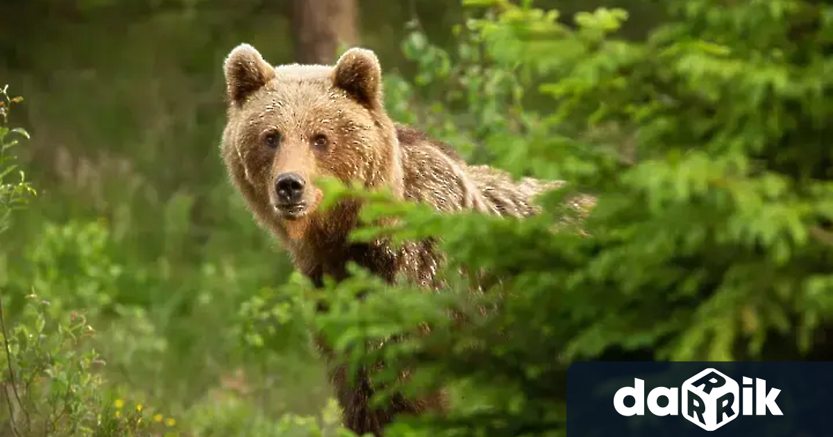 Възрастен мъж ебил нападнат от мечка в двора на дома