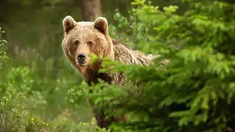 Мечка нападна възрастен мъж в двора на дома му в Гърция