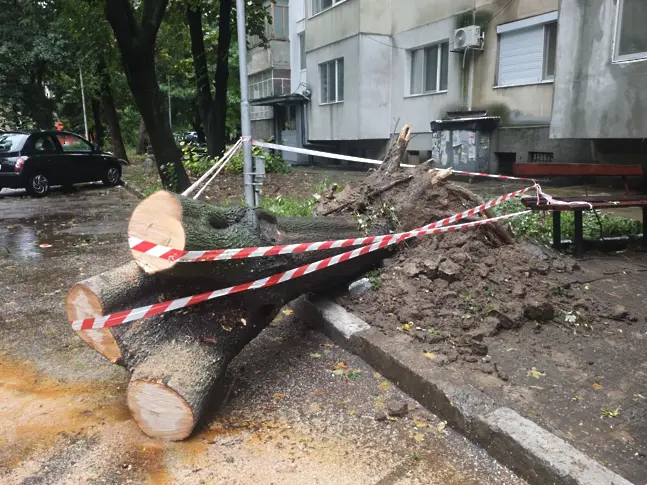 Община Плевен провери сигнали за паднали дървета