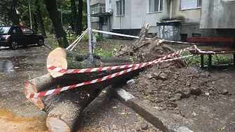 Община Плевен провери сигнали за паднали дървета