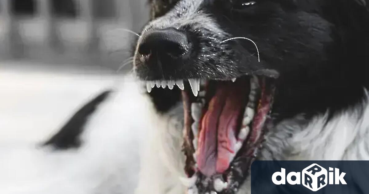 Софийското село Казиченесе е превърналов арена на истински кучешки екшън